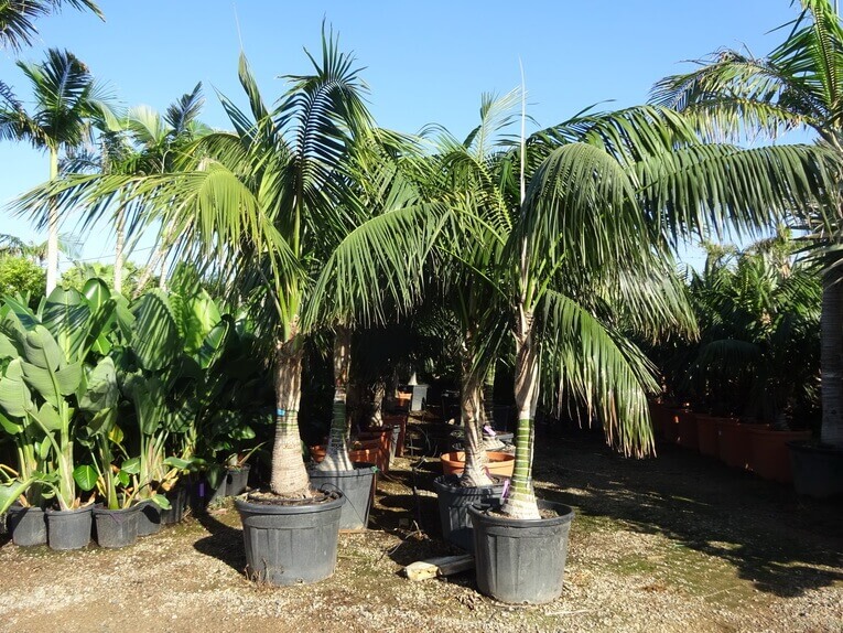 Palmier Kentia Howea