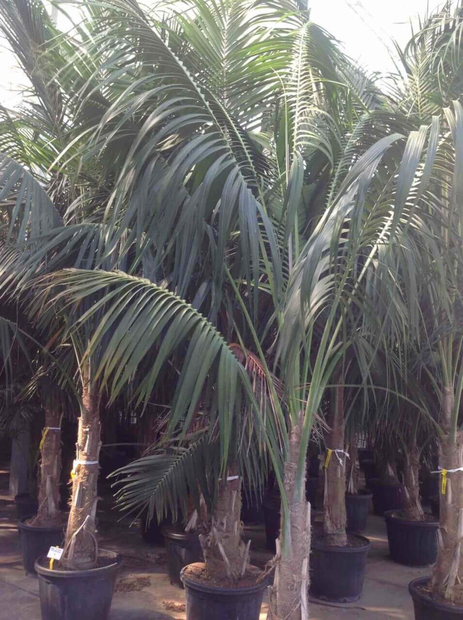 Palmier Kentia Howea – Image 2