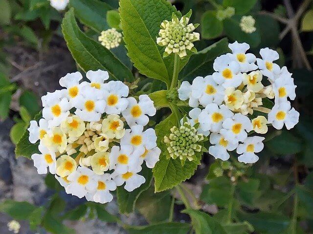Lantana Rampant