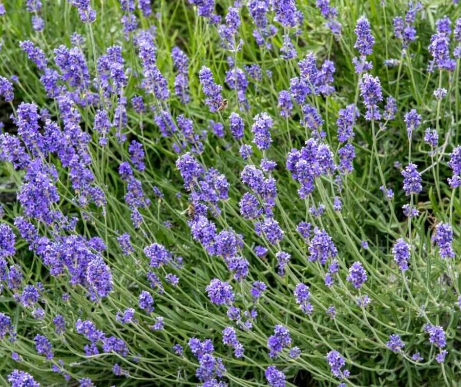 Lavande - Lavandula