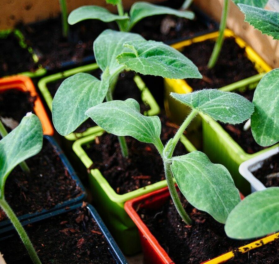 Légumes Variés
