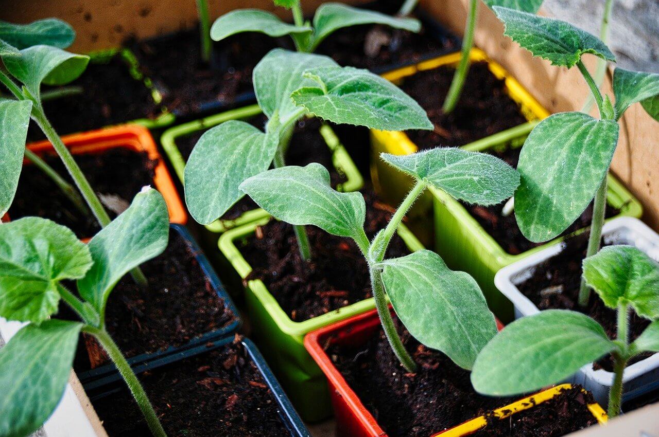 Légumes Variés