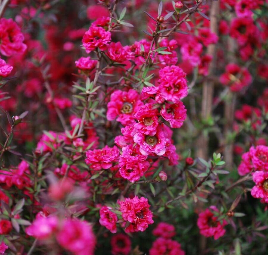 Leptospermum