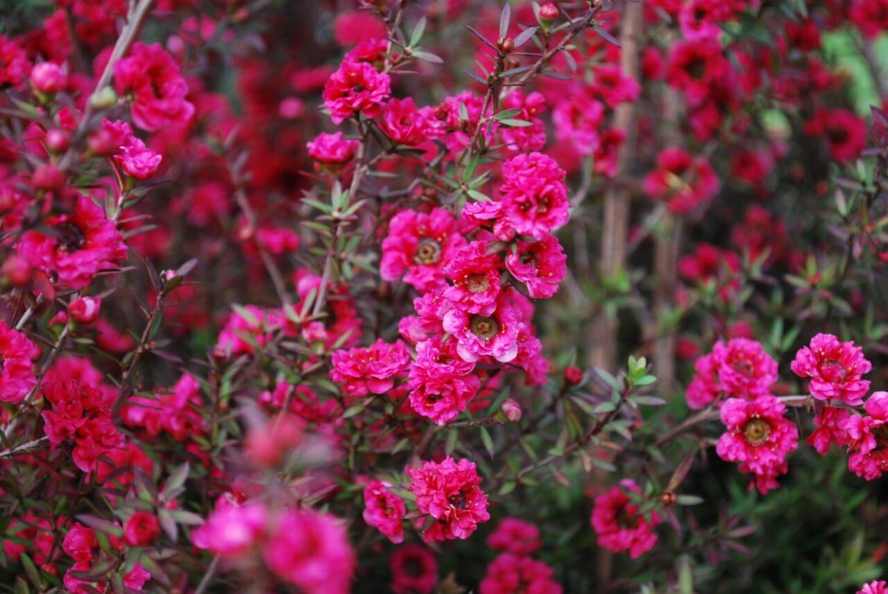 Leptospermum