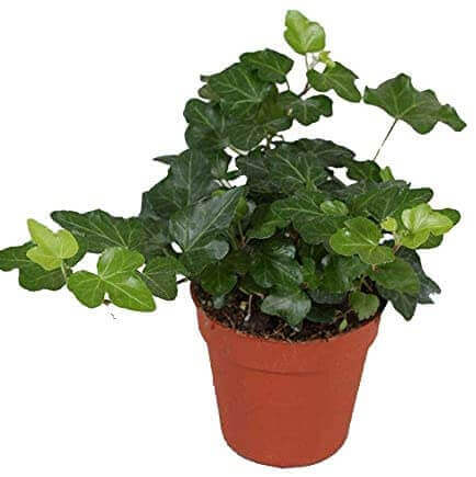 Lierre - Hedera