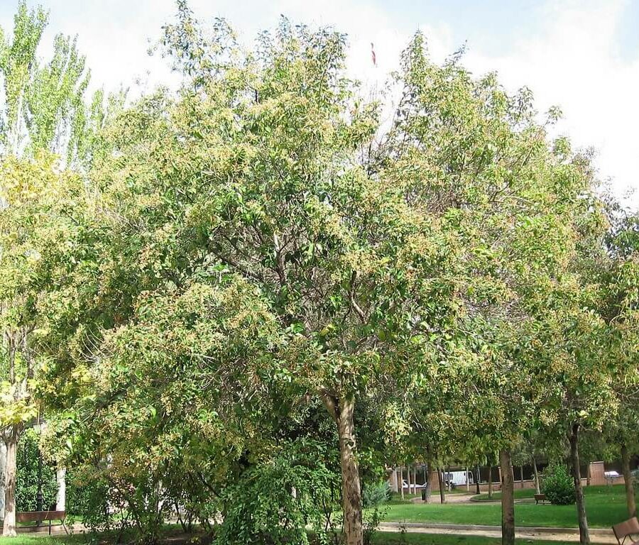 Ligustrum Japonicum Tige