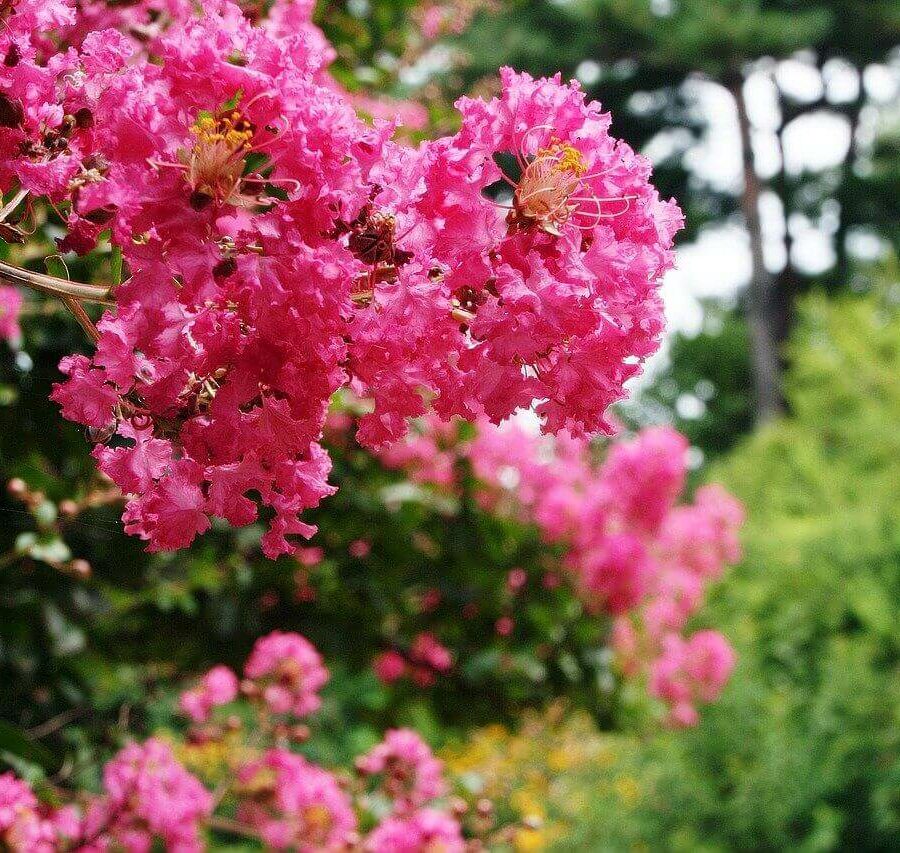 Lagerstroemia Indica - Lilas des Indes