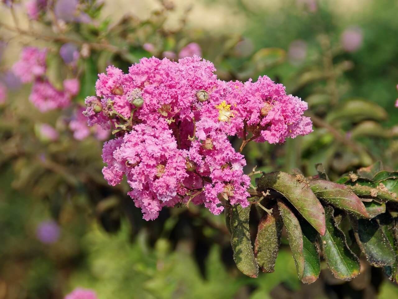 Lilas des Indes 300/400 Extra – Image 2