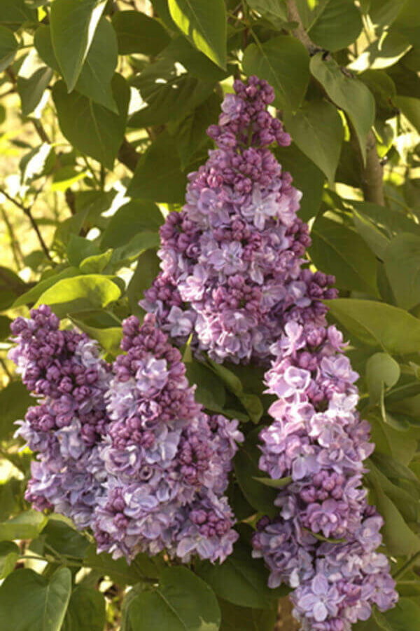 Syringa - Lilas