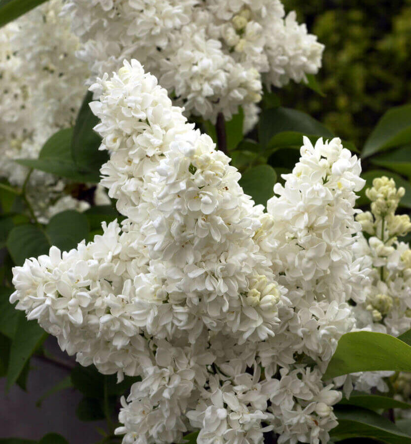 Lilas C5