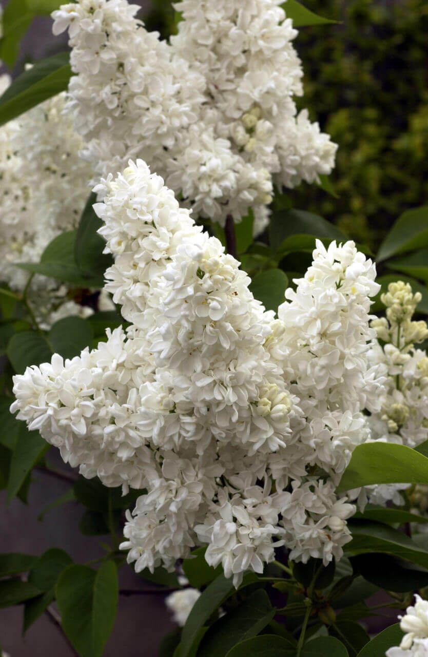 Lilas C5