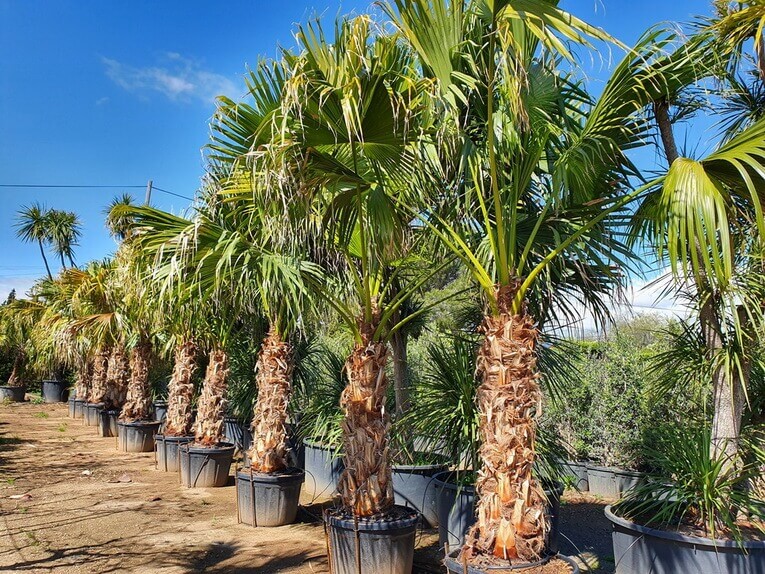 Palmier Livistona Chinensis