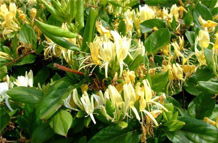Chèvrefeuille - Lonicera Japonica