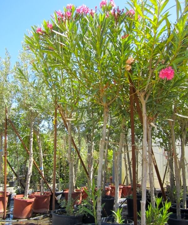 Laurier Rose Tige - Nerium Oleander Tige