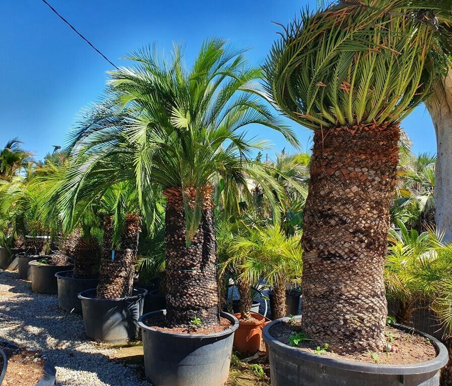 Palmier Macrozamia Moorei