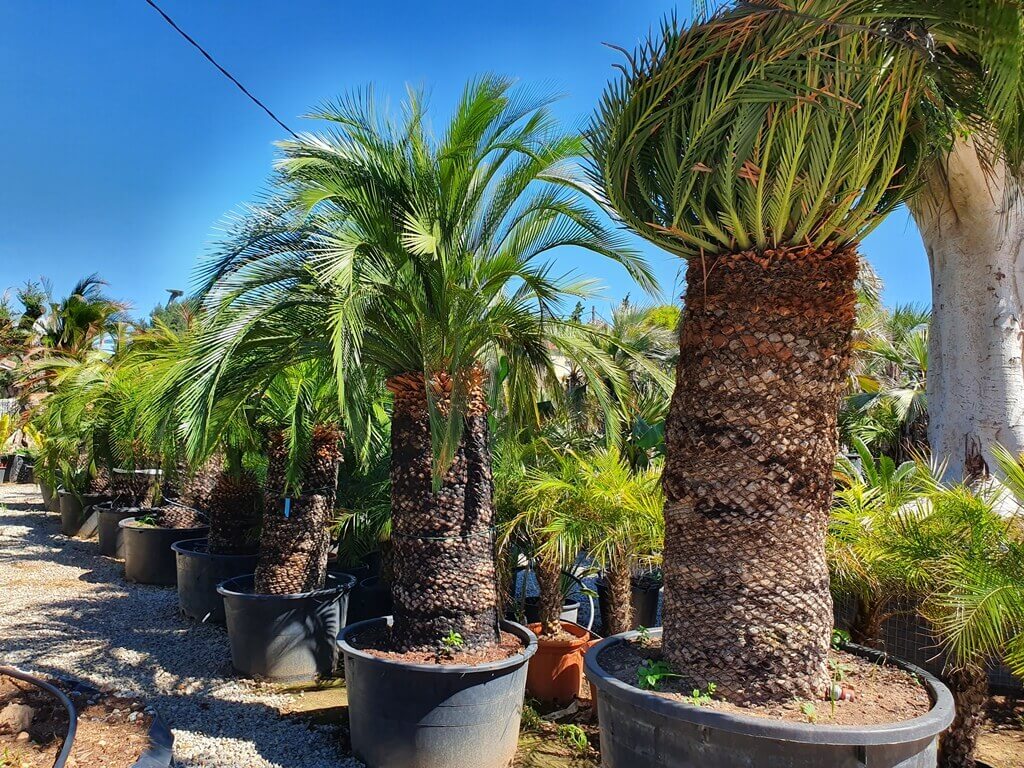 Palmier Macrozamia Moorei