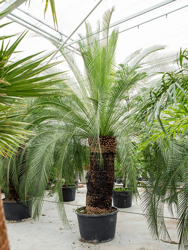 Palmier Macrozamia Moorei – Image 2