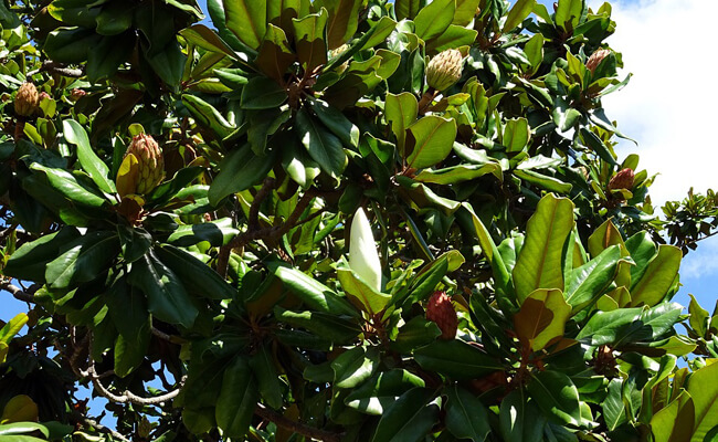 Magnolia Grandiflora