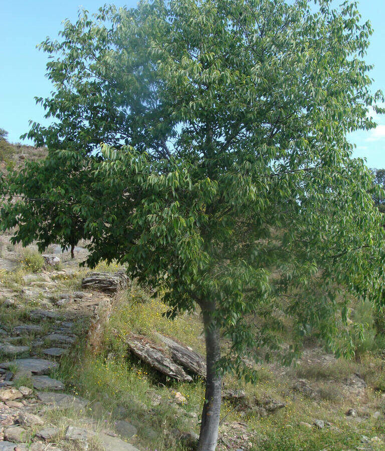 Micocoulier - Celtis Australis