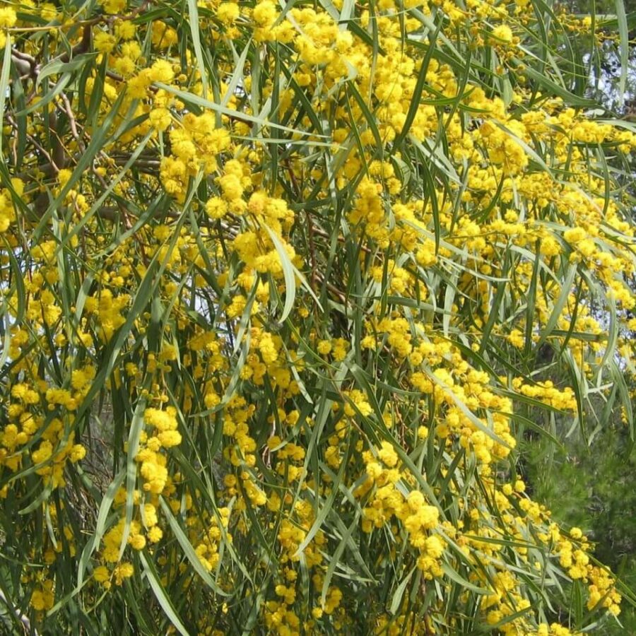 Mimosa Greffé et de 4 Saisons