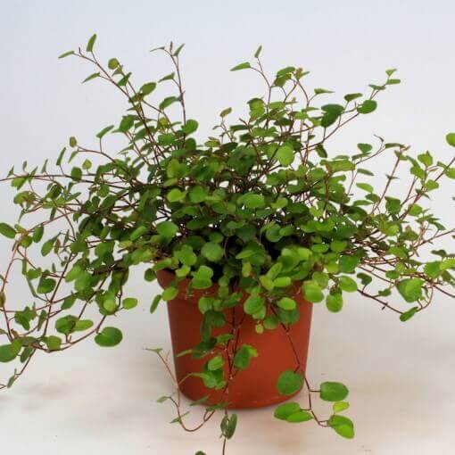 Muehlenbeckia Complexa