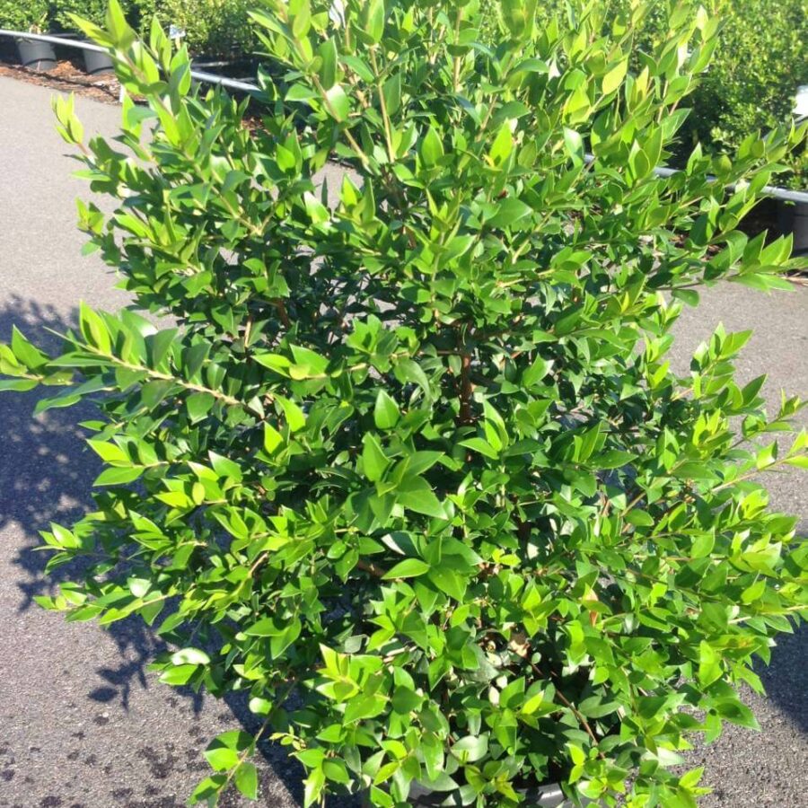 Myrtus Communis - Myrte
