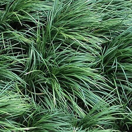 Ophiopogon Japonicus