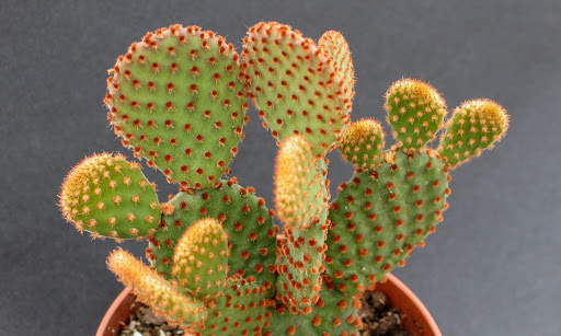 Opuntia – Image 2