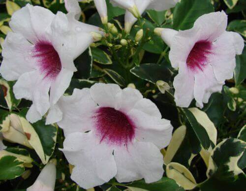 Pandorea Jasminoides Rose et Blanche