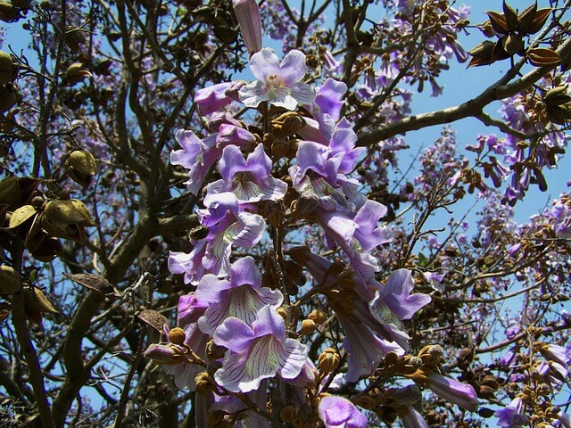 Paulownia