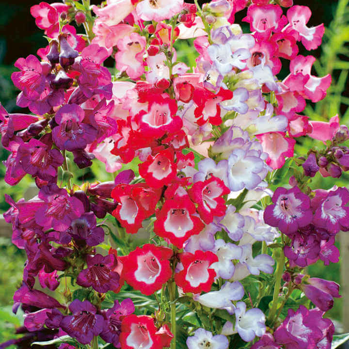 Penstemon