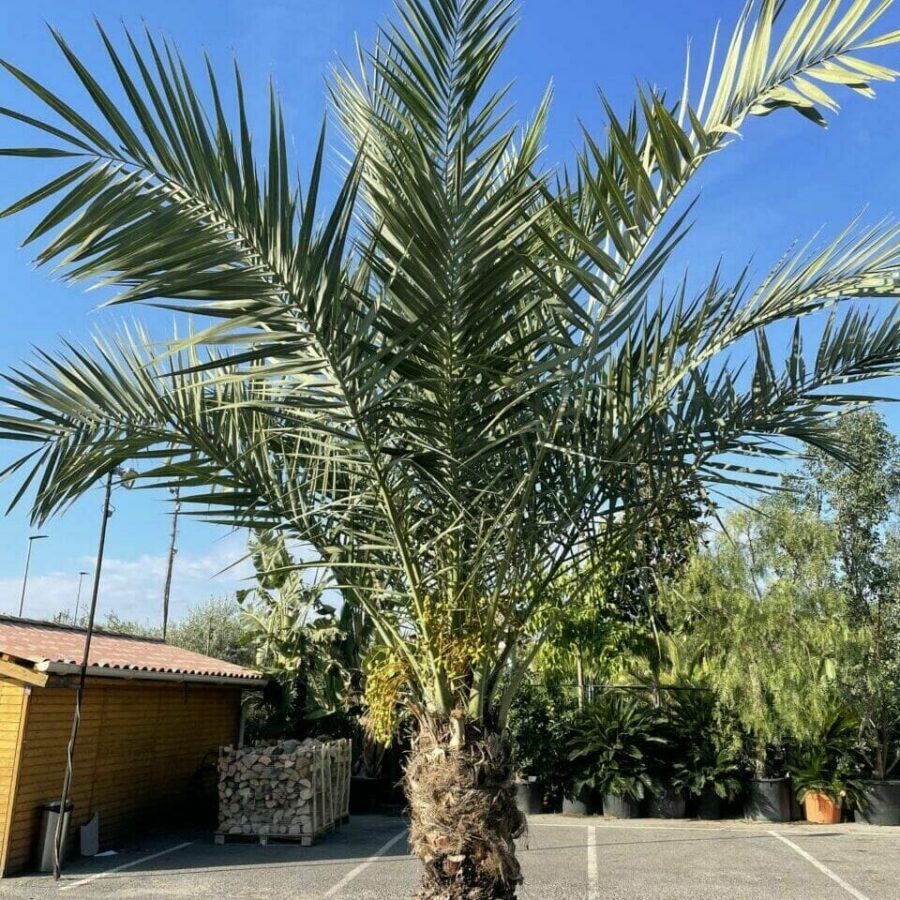 Palmier Phoenix Dactylifera