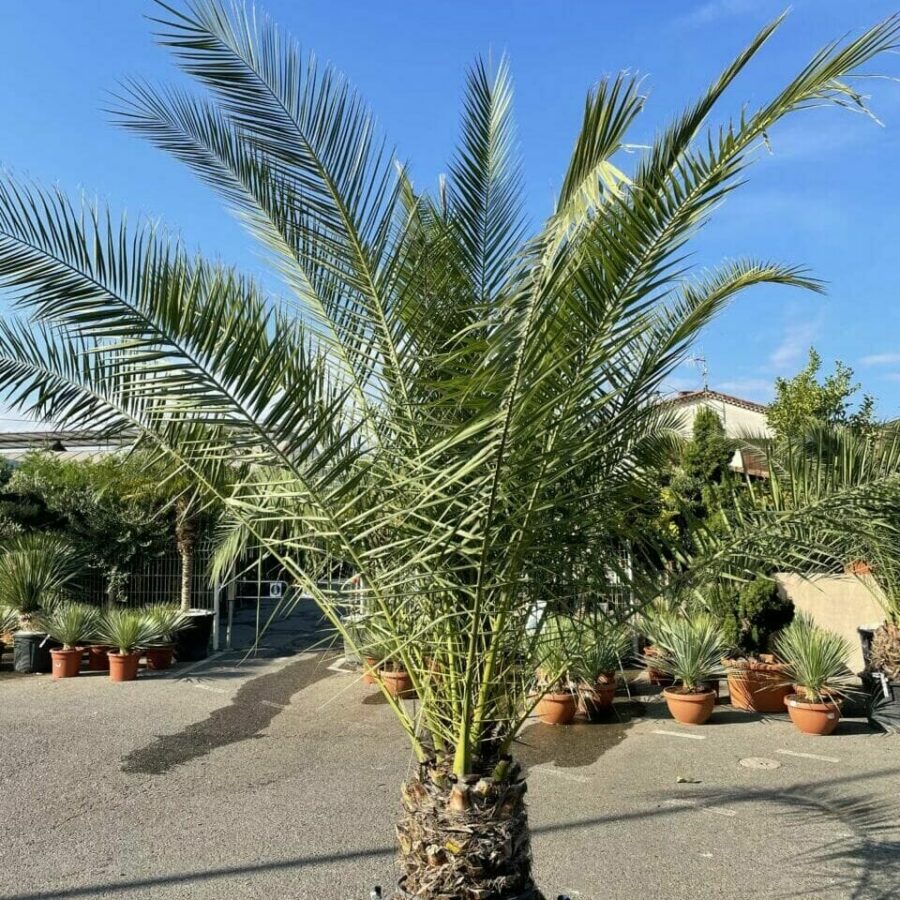 Palmier Phoenix Canariensis - Dattier des Canaries