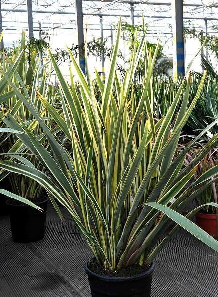 Phormium - Lin de Nouvelle-Zélande – Image 2