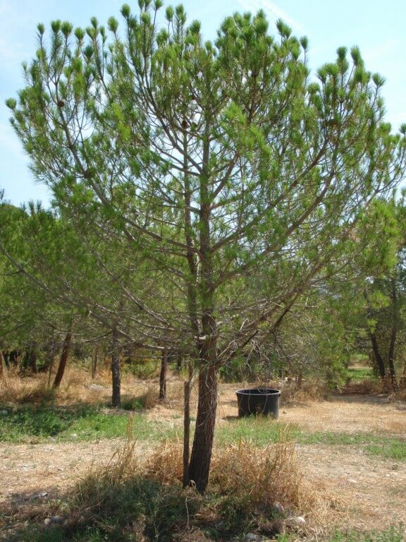 Pin d'Alep - Pinus Halepensis