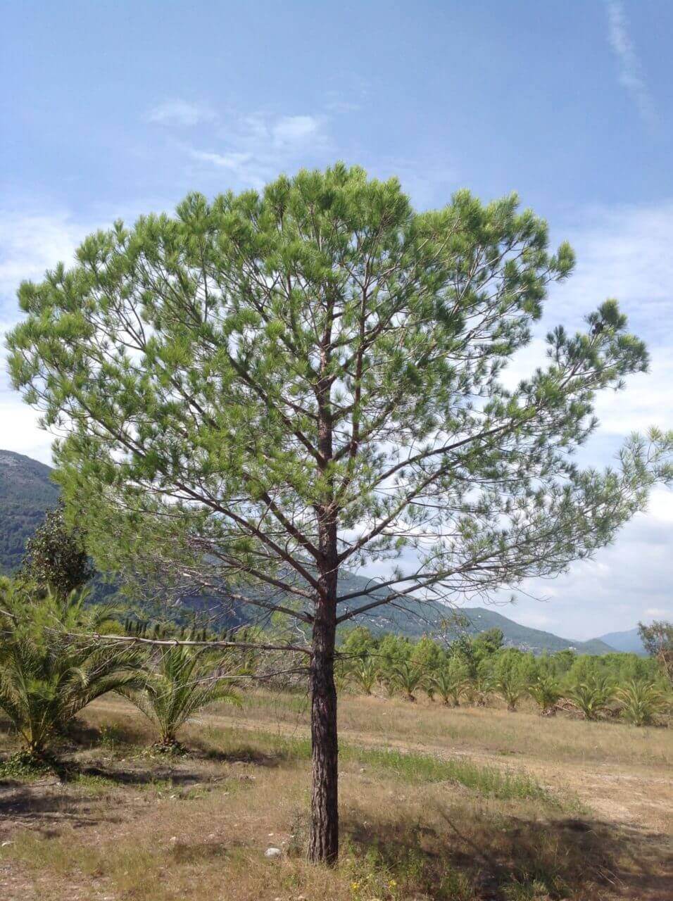 Pin Parasol - Pinus Pinea – Image 2