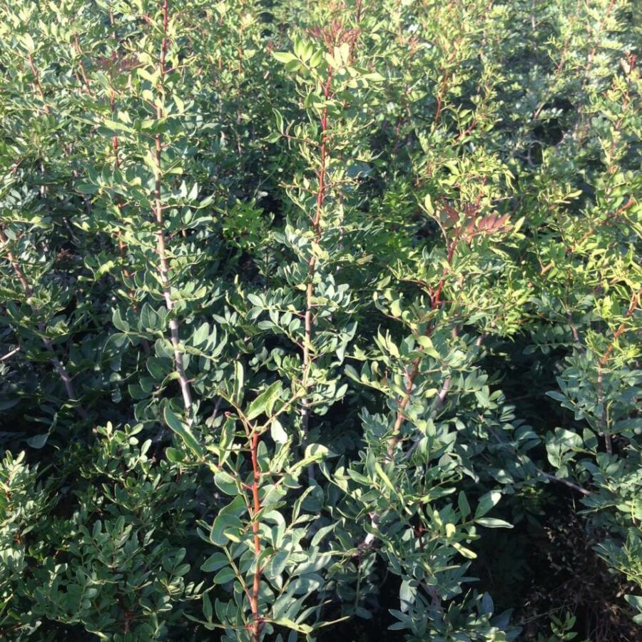 Pistacia Lentiscus - Pistachier Lentisque
