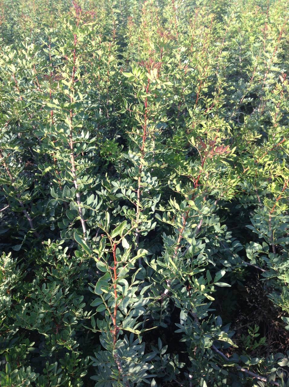 Pistacia Lentiscus - Pistachier Lentisque