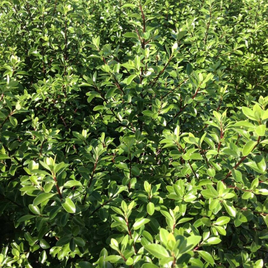 Pittosporum Tenuifolium