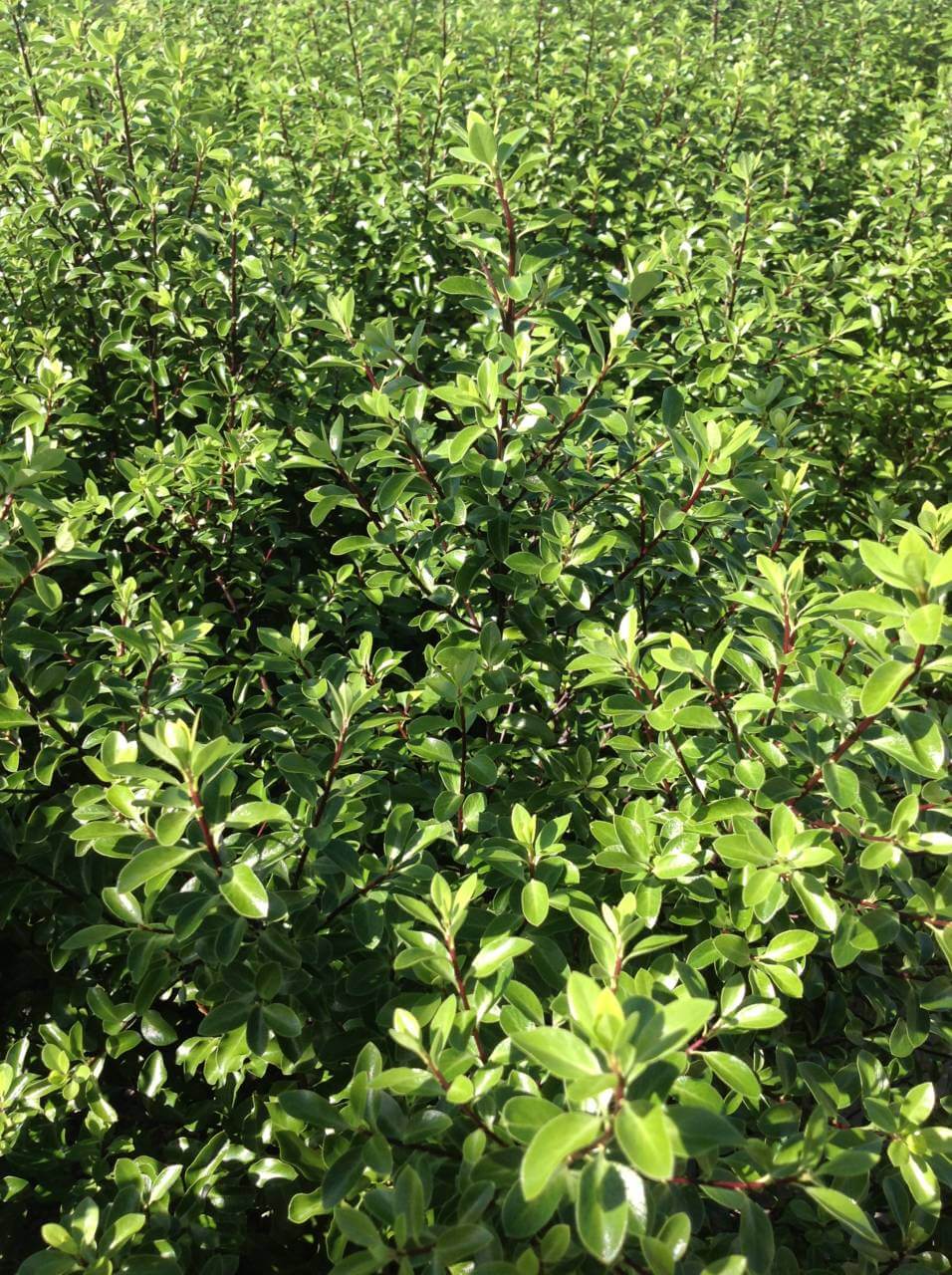 Pittosporum Tenuifolium