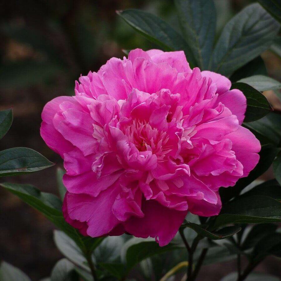 Pivoine Herbacée