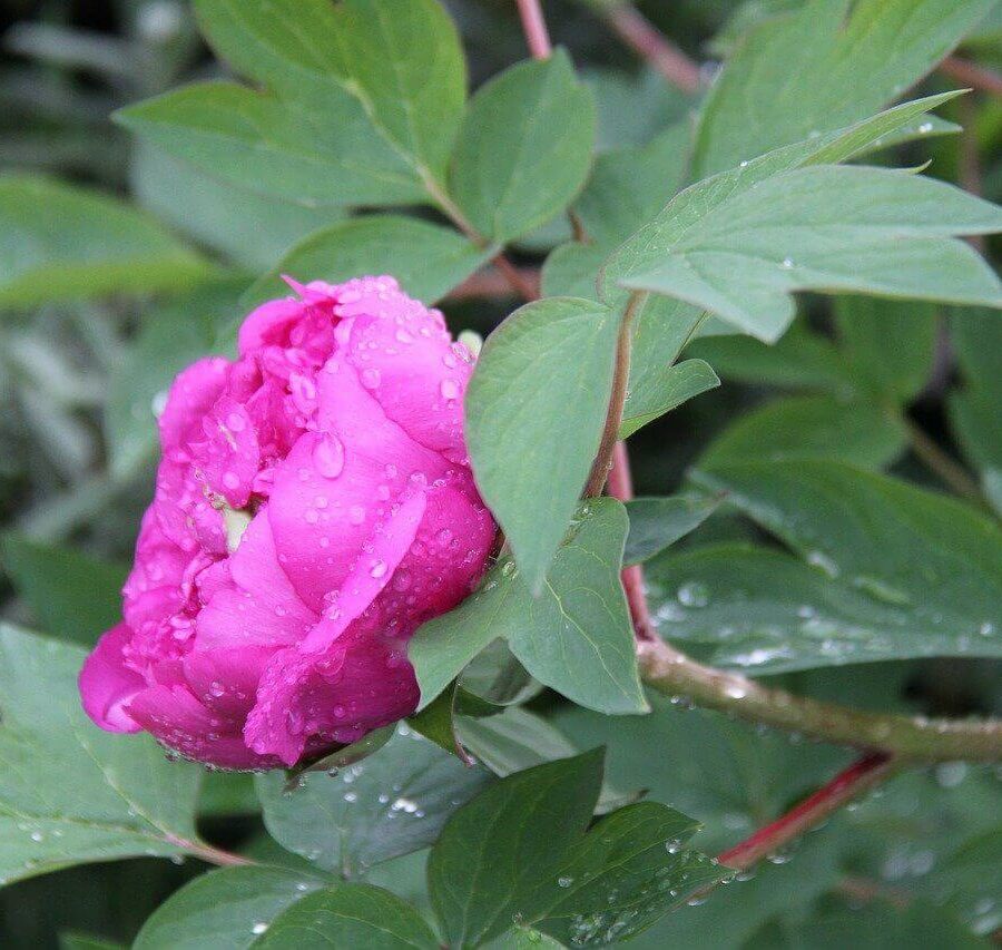 Paoenia - Pivoine