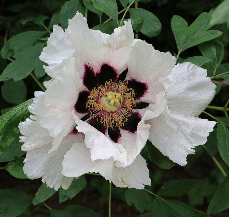 Pivoine Arbustive