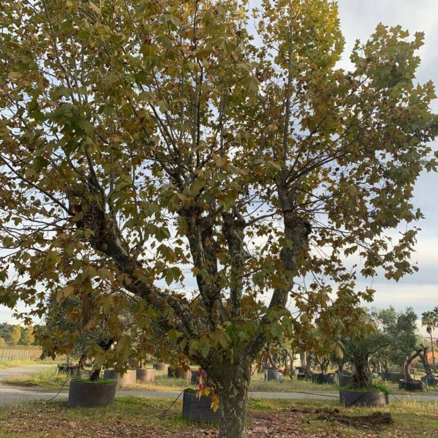 Platane - Platanus
