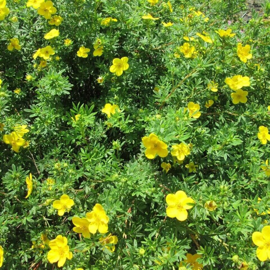 Potentilla - Potentille