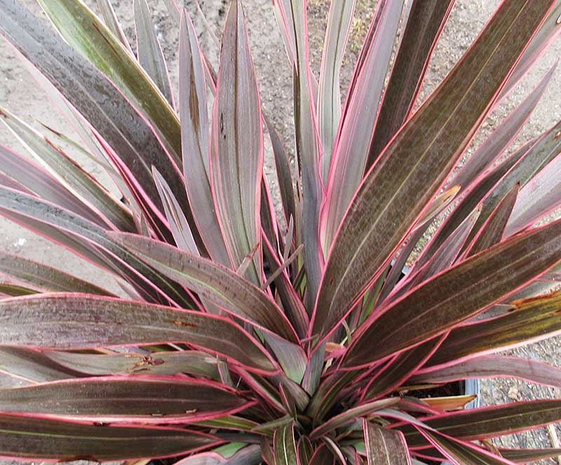 Phormium - Lin de Nouvelle-Zélande – Image 5