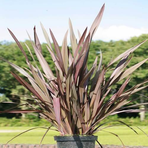 Phormium - Lin de Nouvelle-Zélande – Image 3