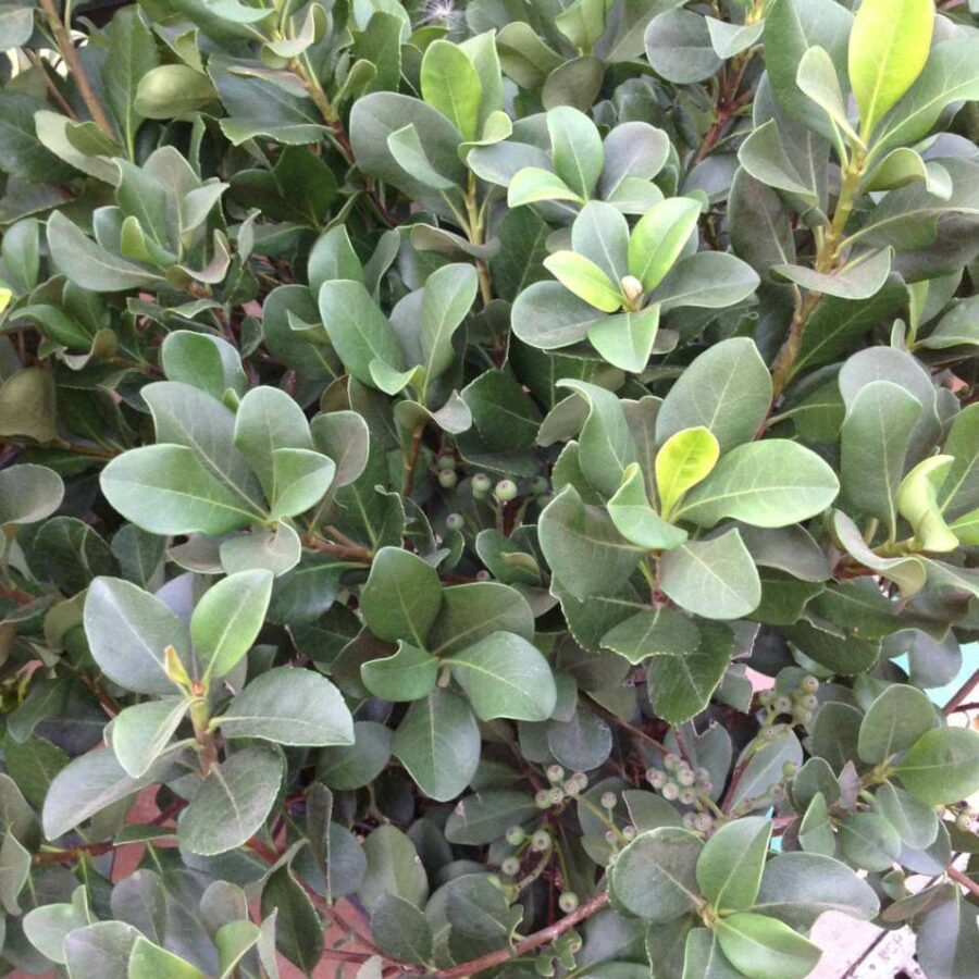 Raphiolepsis