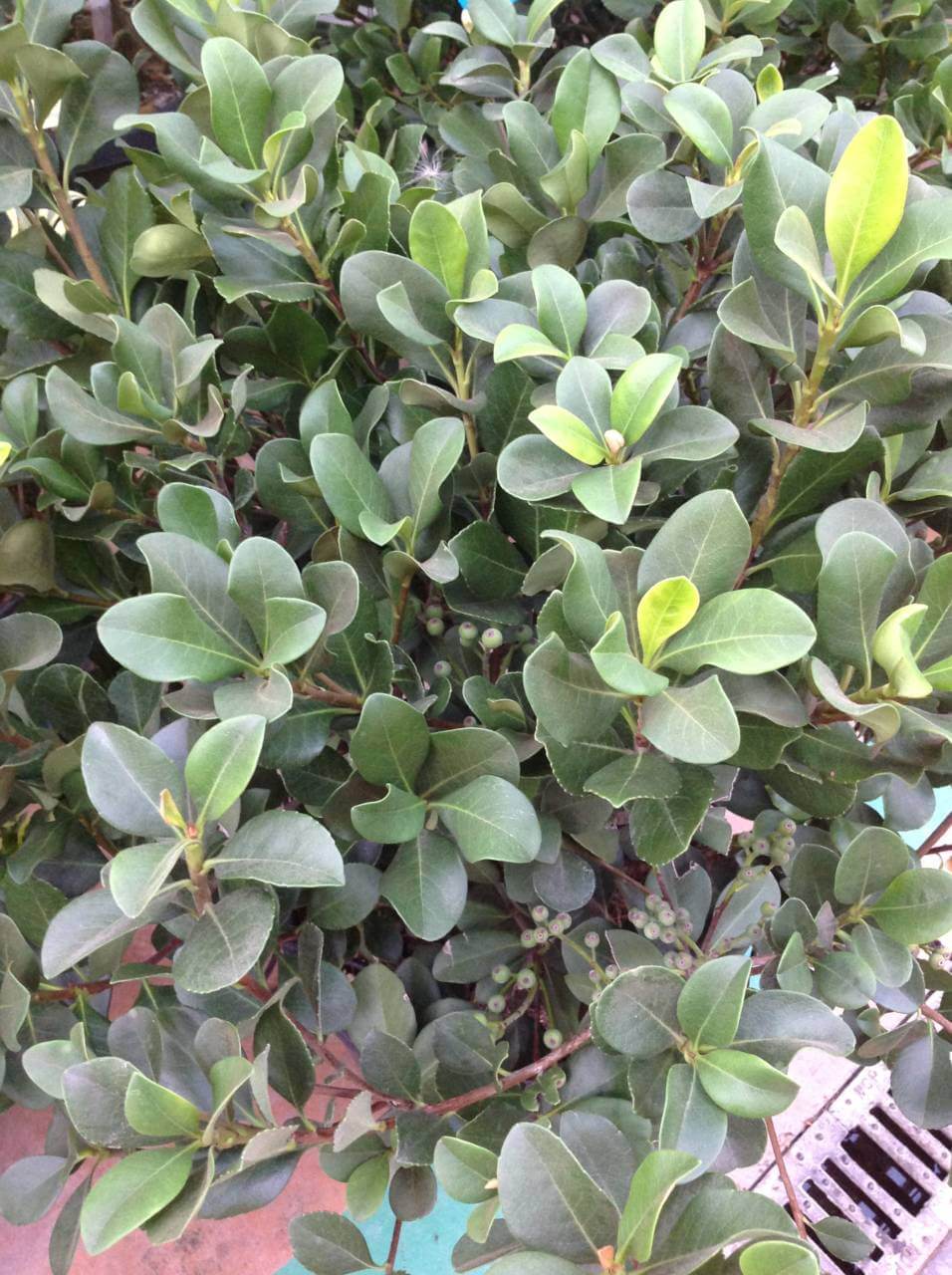 Raphiolepsis
