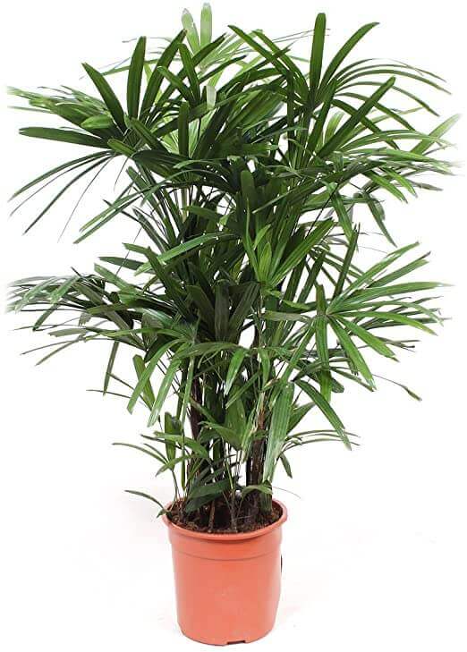 Raphis Excelsa